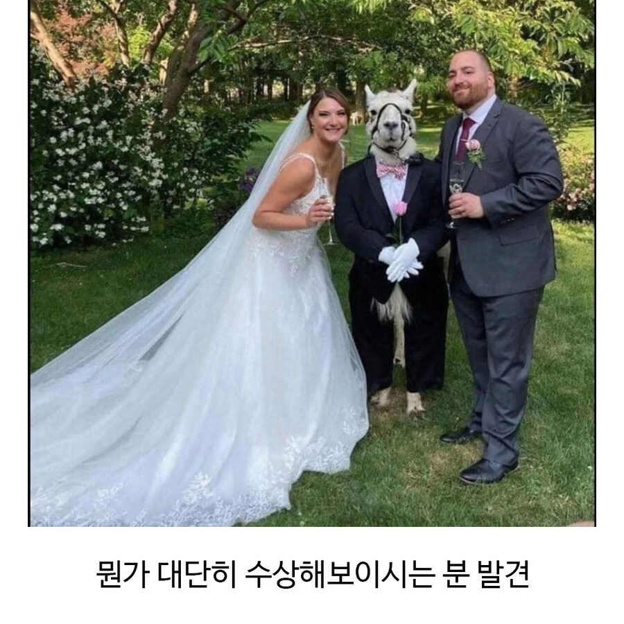 결혼식에 참석한 수상한 하객_2.jpg