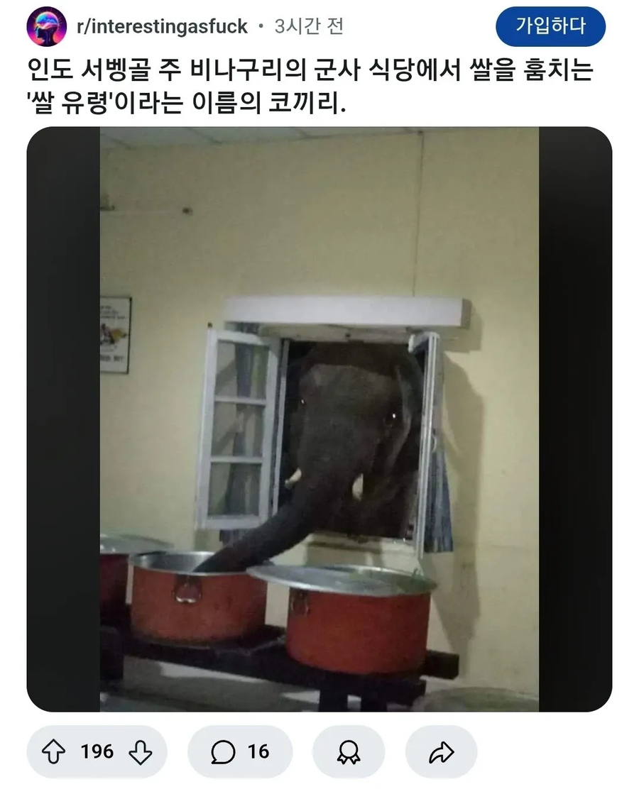 인도에 나타난 쌀숭이_1.webp