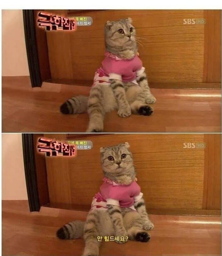 고양이 이름이 엔젤인 이유_2.png