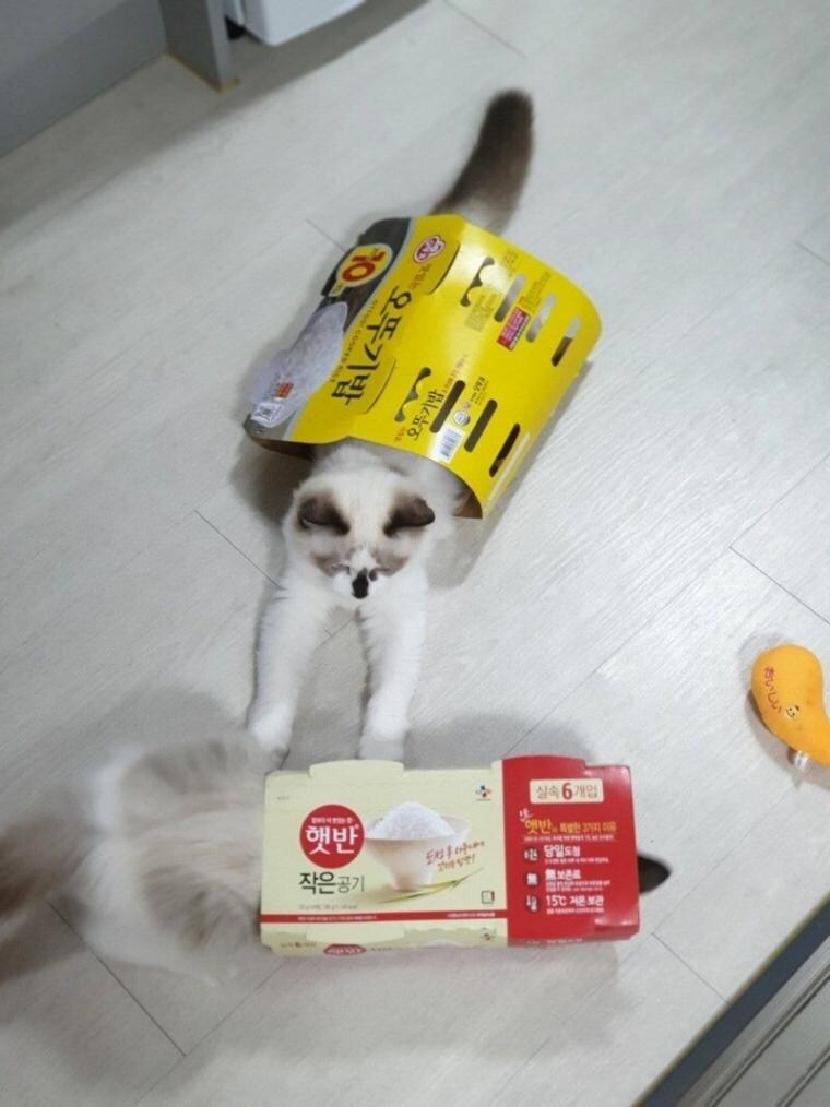 CJ 공격하는 오뚜기....jpg_1.jpg