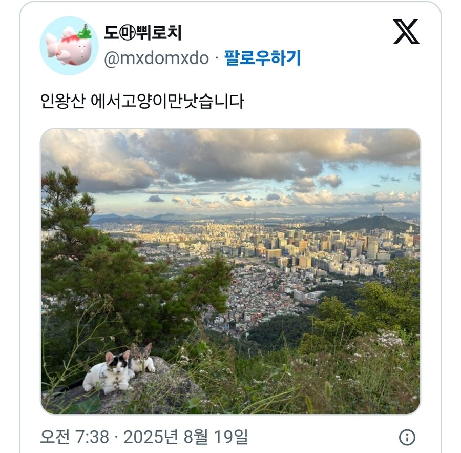 인왕산 에서 고양이만낫습니다_1.jpg