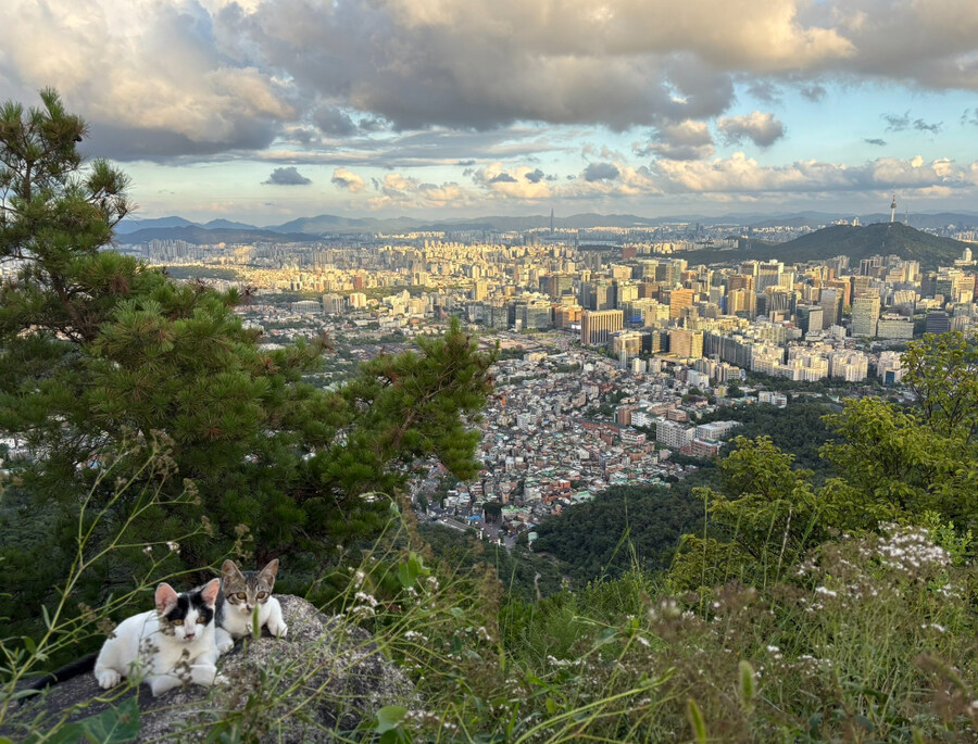 인왕산 에서 고양이만낫습니다_2.jpg