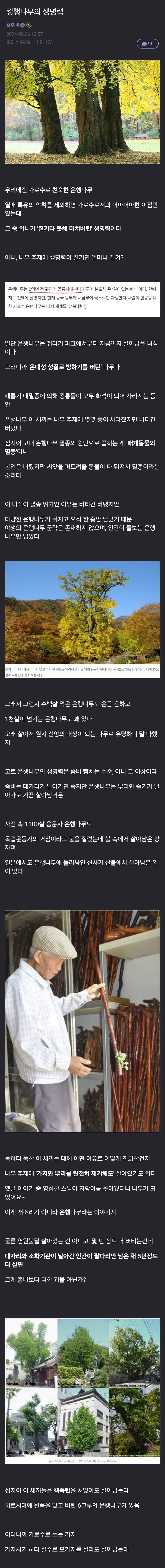은행나무의 생명력_1.jpg