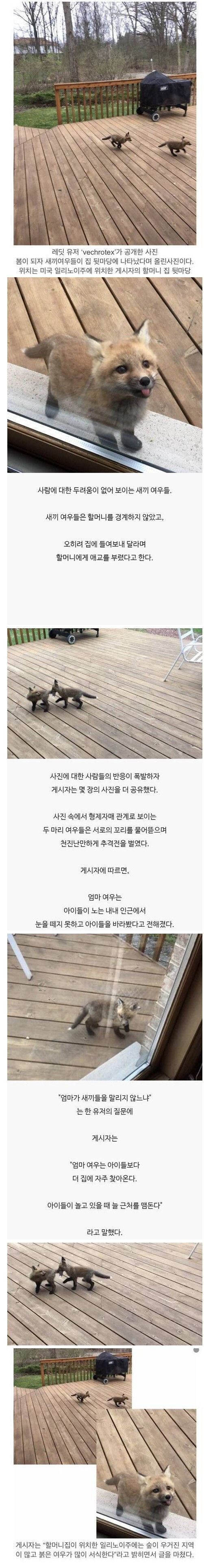 레딧 유저가 올린 새끼 여우 사진.jpg_1.jpg
