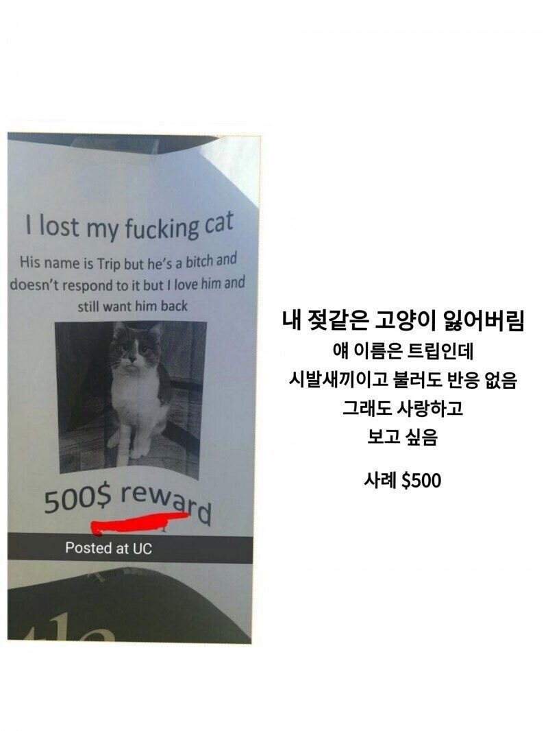 잃어버린 고양이를 찾습니다_1.jpg