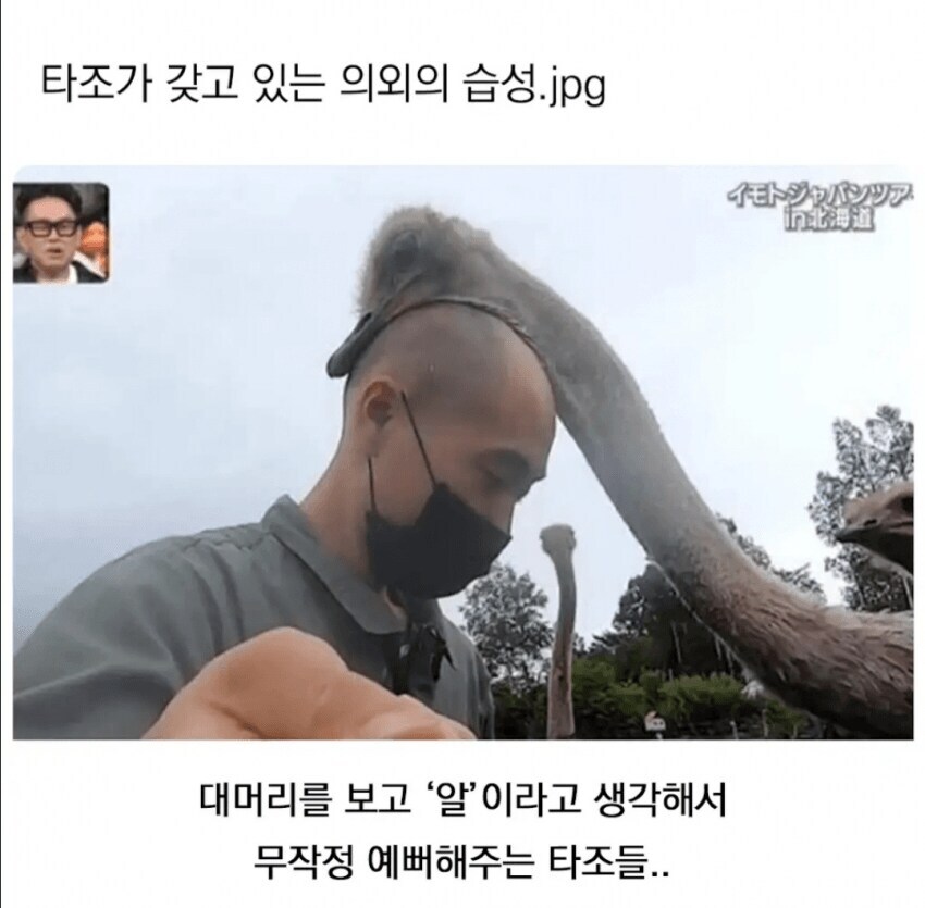 타조의 잘 알려지지 않은 습성_1.jpg