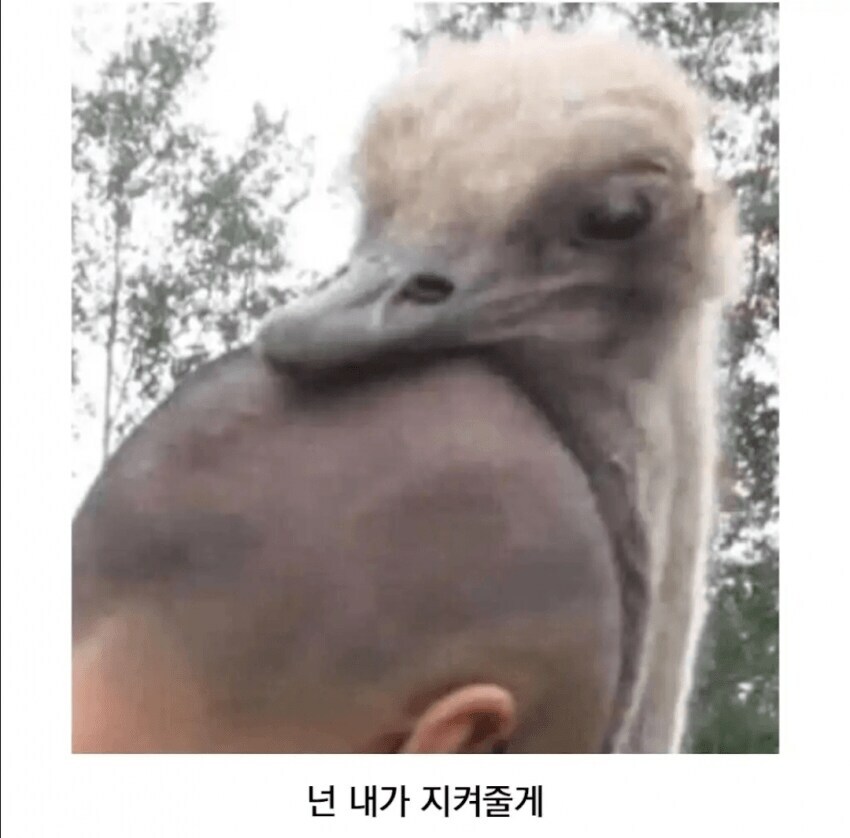 타조의 잘 알려지지 않은 습성_3.jpg