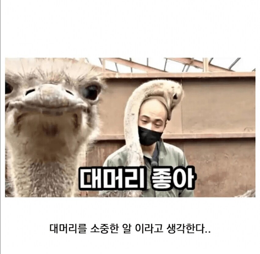 타조의 잘 알려지지 않은 습성_4.jpg