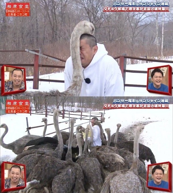 타조의 잘 알려지지 않은 습성_5.jpg