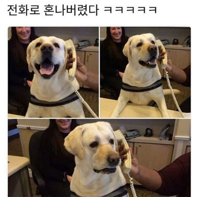 전화로 혼나는 강아지.jpg_1.jpg