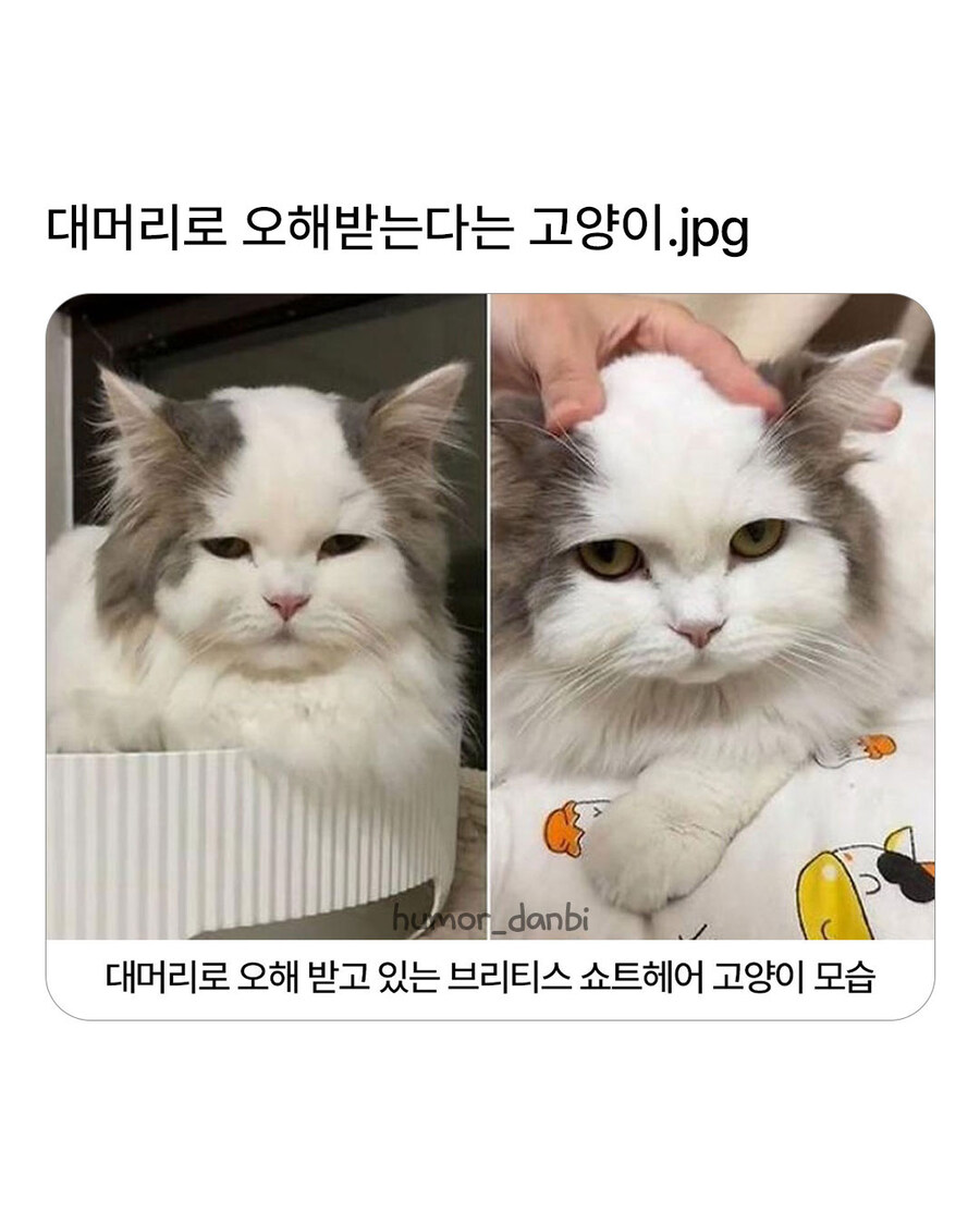 대머리로 오해 받는 고앵이_1.jpg