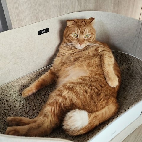 치즈냥이 = 고양이계 골든리트리버_2.jpg
