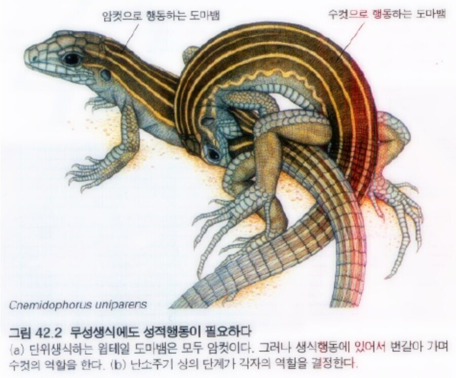 암컷만있는 도마뱀이 번식시 필요한거_1.jpg