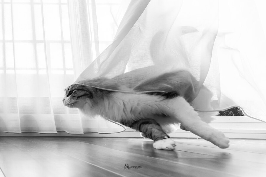 달려라 고양이.jpg_1.jpg