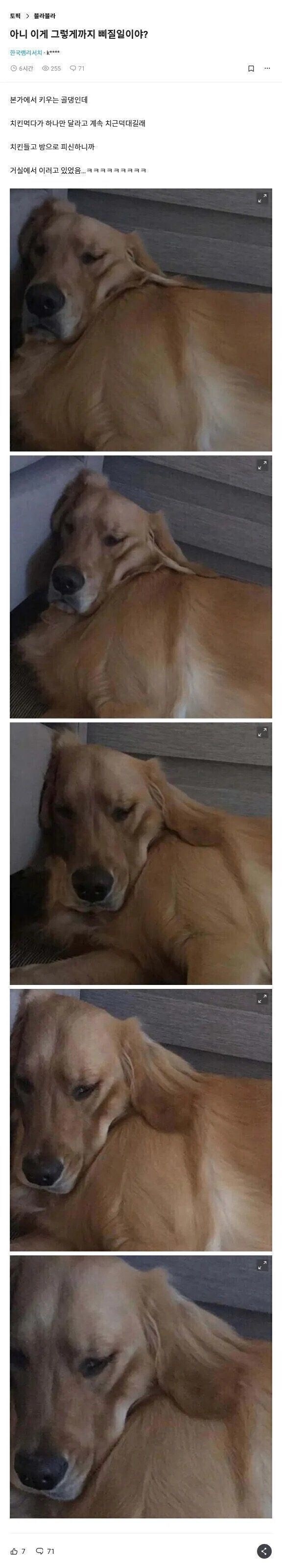 치킨 안줘서 삐진 골댕이_1.jpg