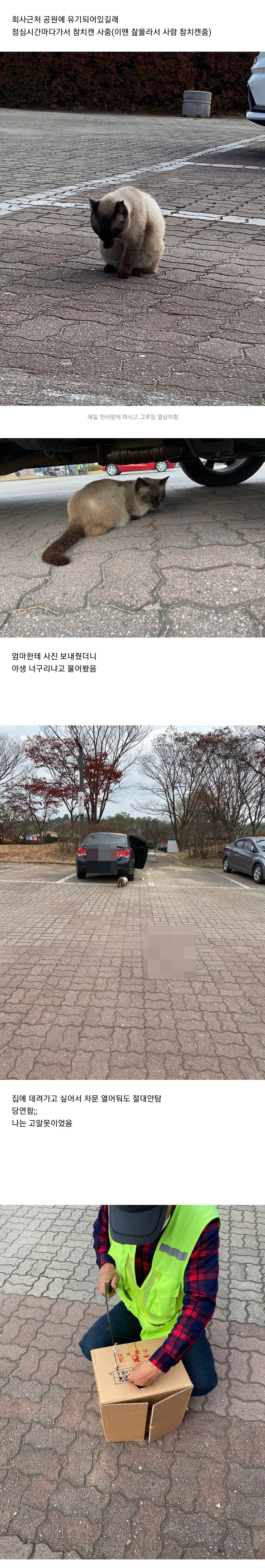 고알못의 스트릿캣 생포기_1.jpg