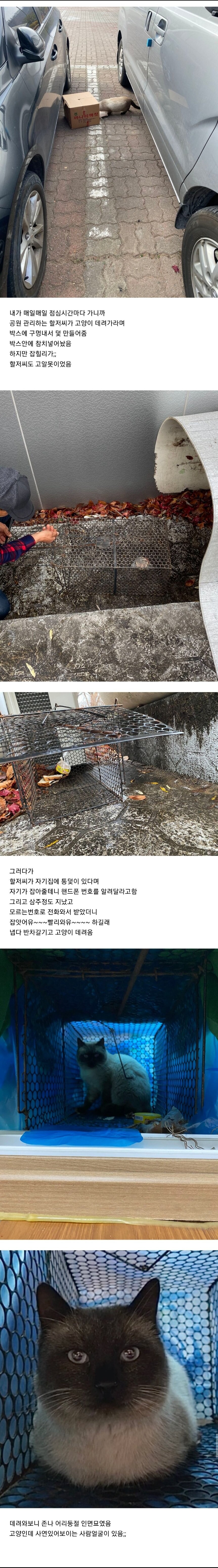 고알못의 스트릿캣 생포기_2.jpg