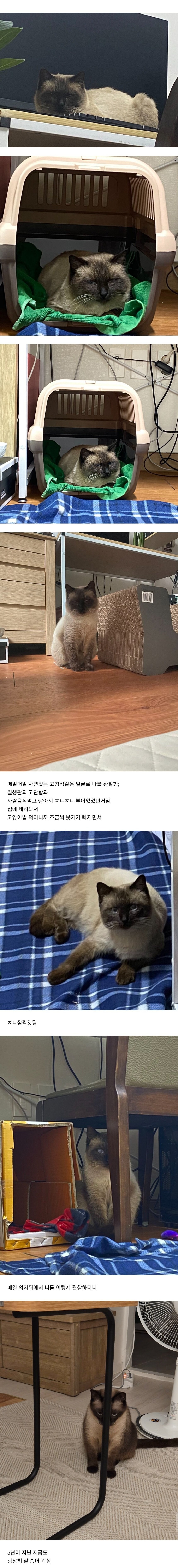 고알못의 스트릿캣 생포기_3.jpg