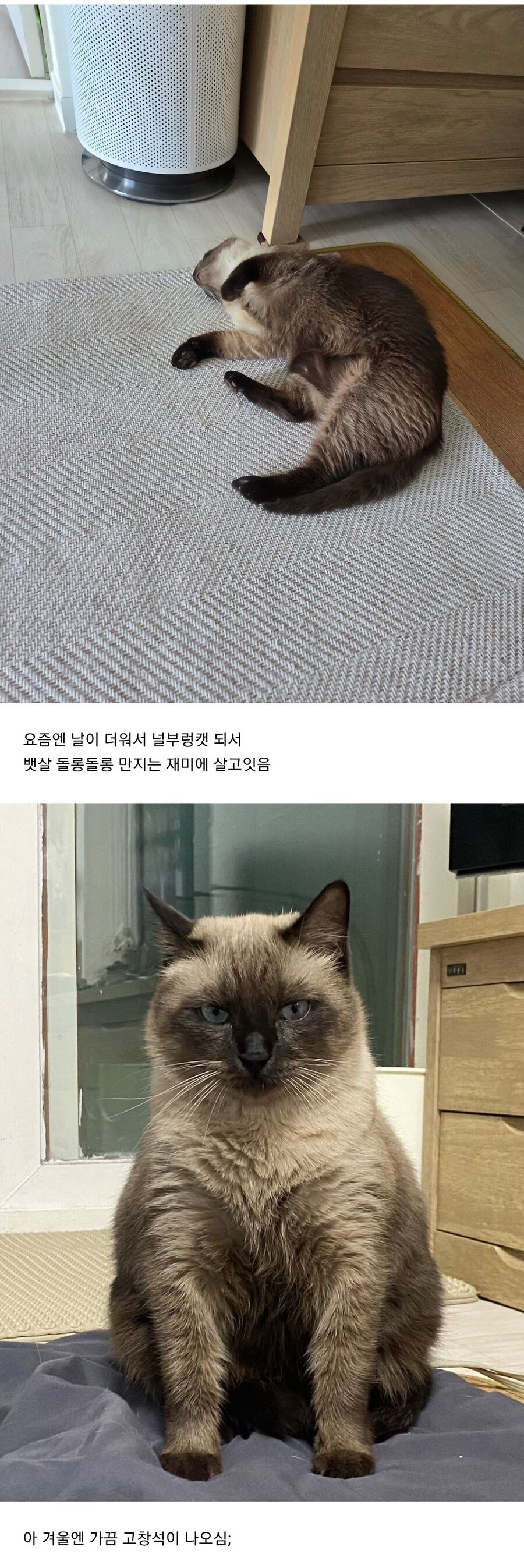 고알못의 스트릿캣 생포기_4.jpg