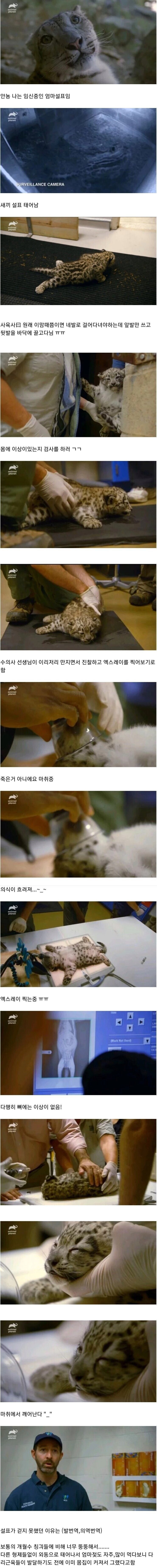 뒷다리를 쓰지 못 하는 아기 설표.jpg_1.png