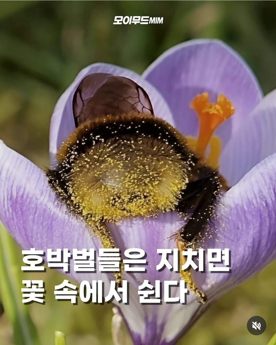 꽃 속에 머리박고 기절한 호박벌들_1.jpg