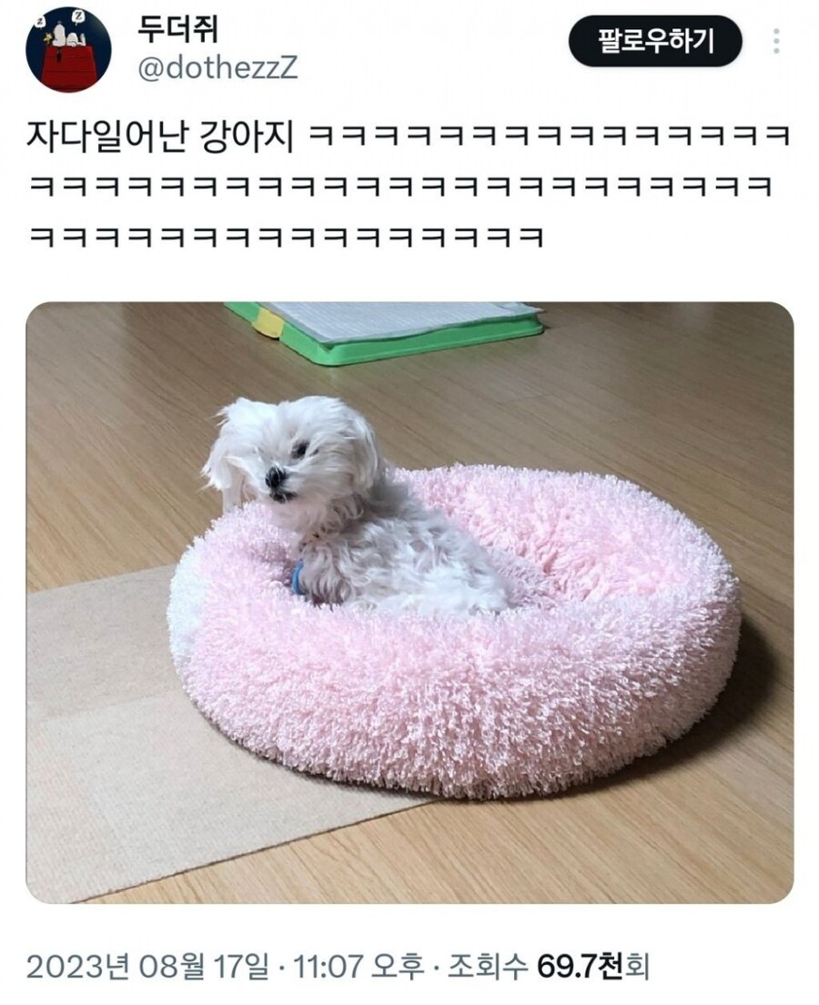 자다 일어난 갱얼쥐들.jpg_1.jpg
