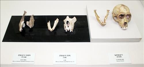 왜 한국에는 원숭이가 없을까_1.jpg