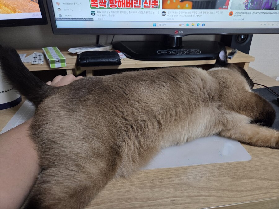 귀여운 무료 샴고양이 사진입니다~ 하지만 유료 DLC요소가 있습니다_8.jpg