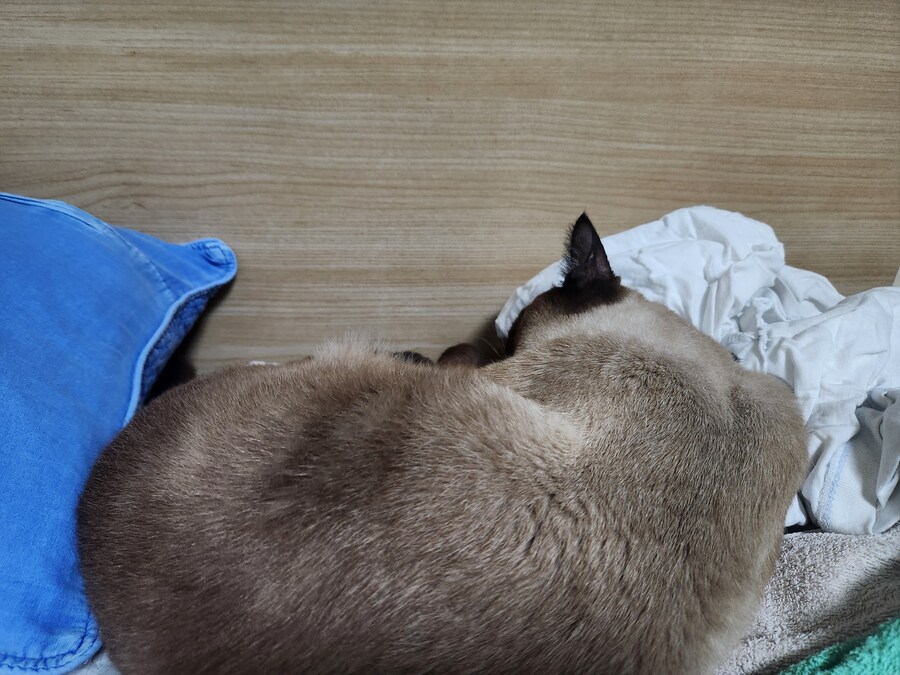 귀여운 무료 샴고양이 사진입니다~ 하지만 유료 DLC요소가 있습니다_15.jpg