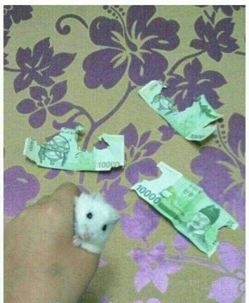 한끼식사가 몸값보다 비싼 동물.jpg_1.jpg