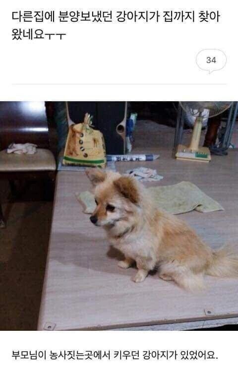 다른집에 분양보냈던 강아지가 집까지 찾아 왔네요._1.jpg