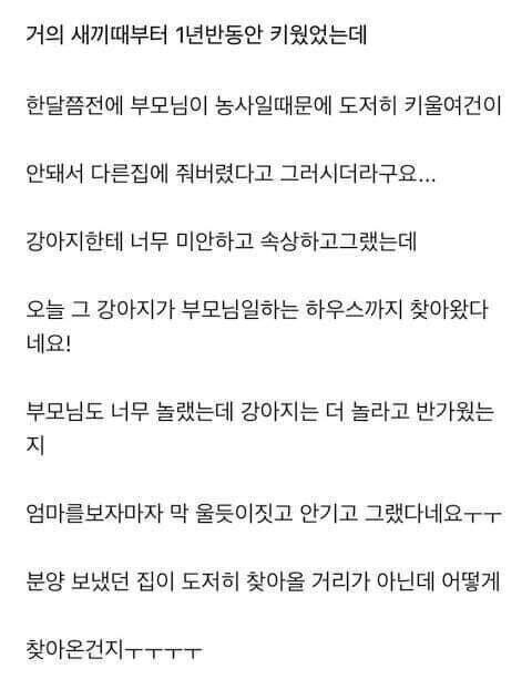 다른집에 분양보냈던 강아지가 집까지 찾아 왔네요._2.jpg