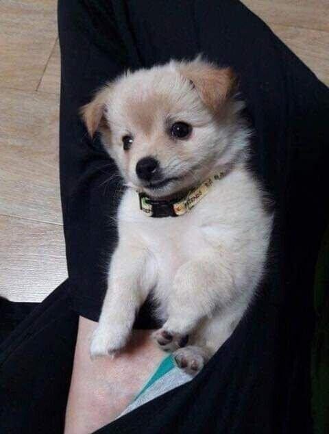 다른집에 분양보냈던 강아지가 집까지 찾아 왔네요._5.jpg