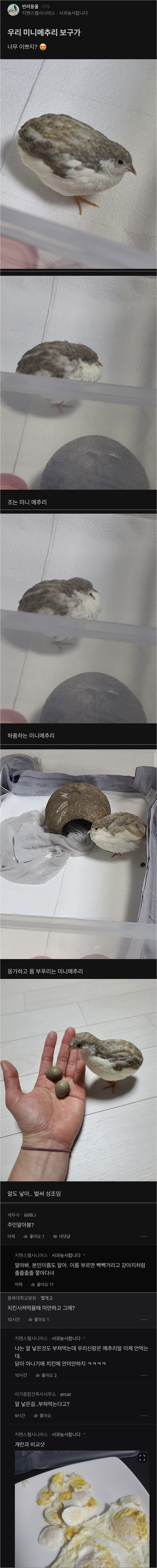 메추리 기르는 블라인드인.jpg_1.jpg