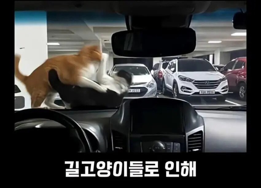 아파트에서 캣맘을 사라지게 한 묘수.JPG_1.jpg