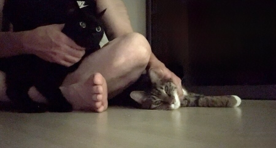 고양이 키우면 해야할일_1.jpg