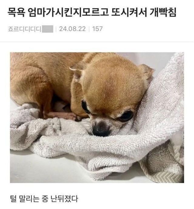 강아지 하루 두번 목욕한후.jpg_1.jpg
