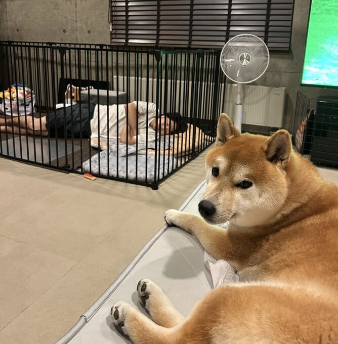 주인님한테 집을 빼앗긴 시바견_2.jpg