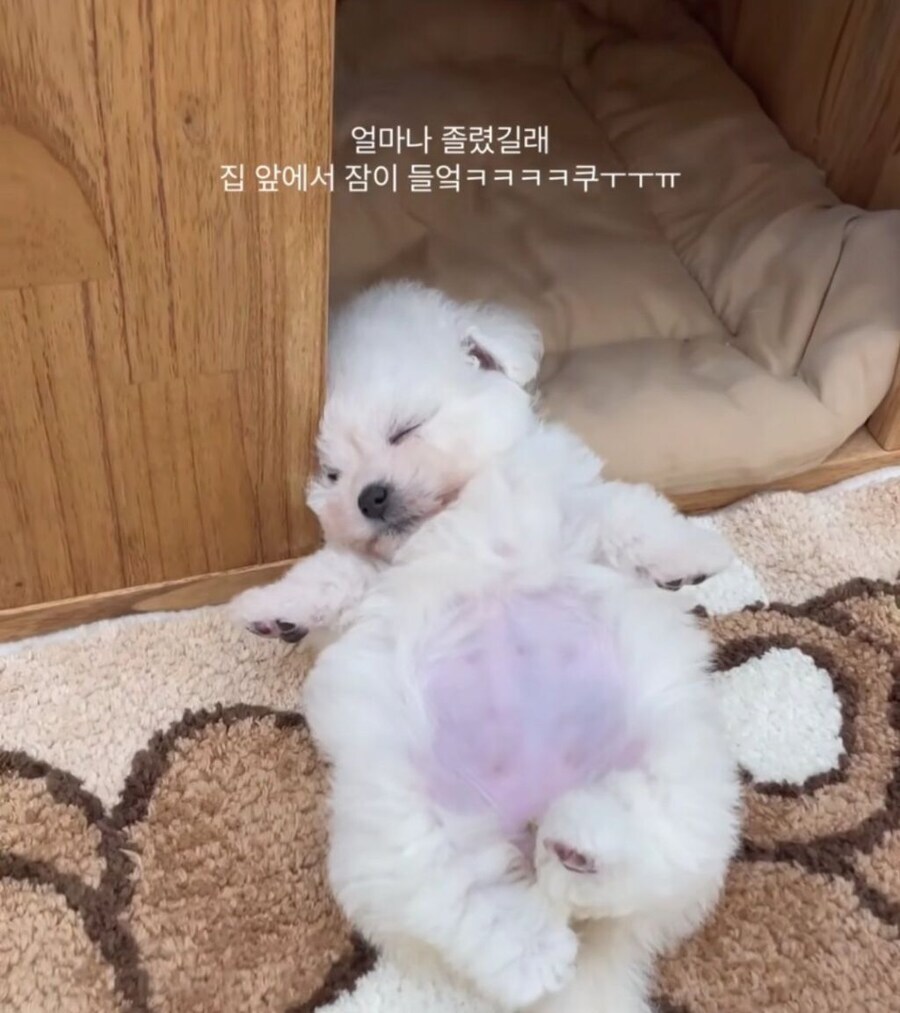 매우 졸렸던 강아지.jpg_1.jpg