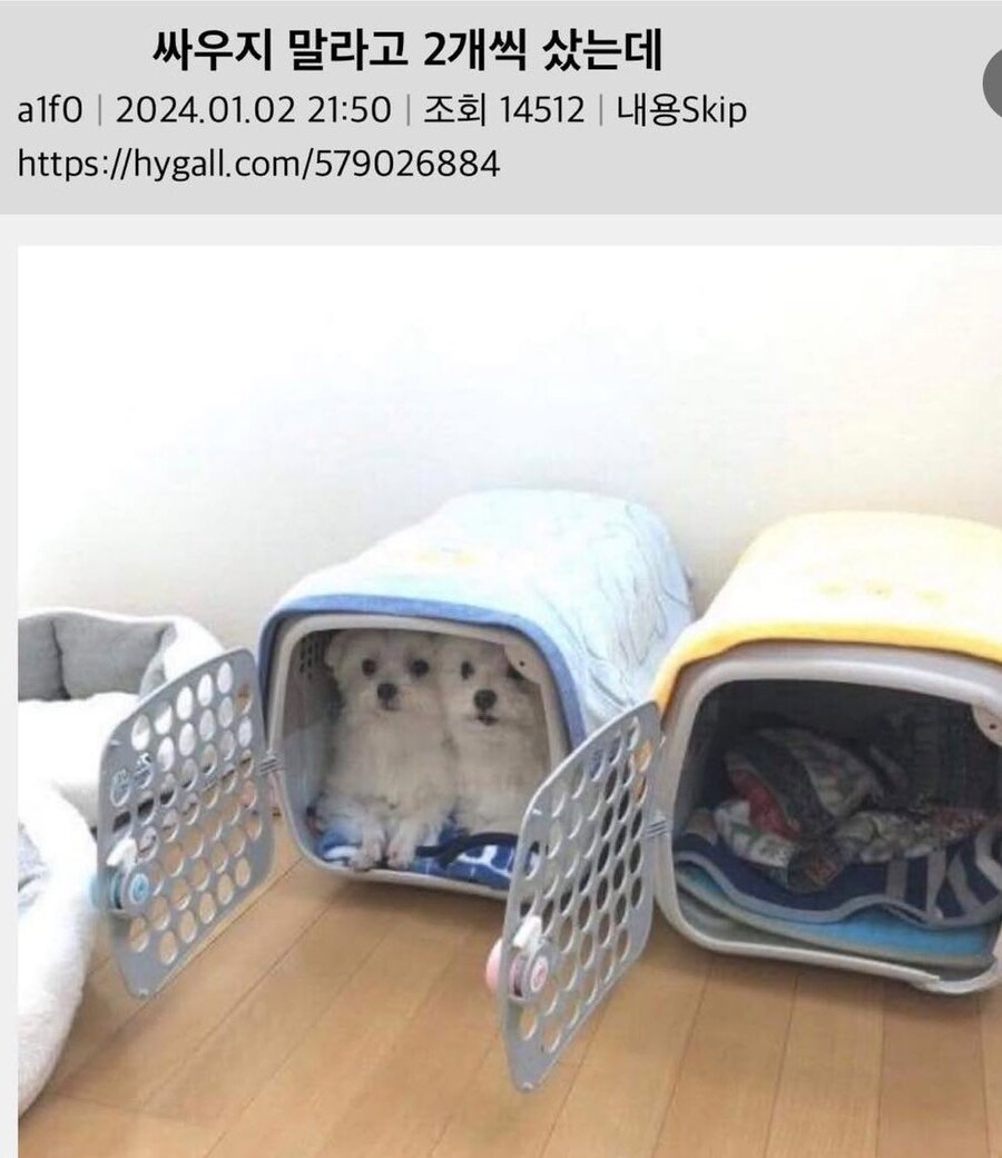 싸우지 말라고 2개씩 구매한 결과.jpg_1.jpg