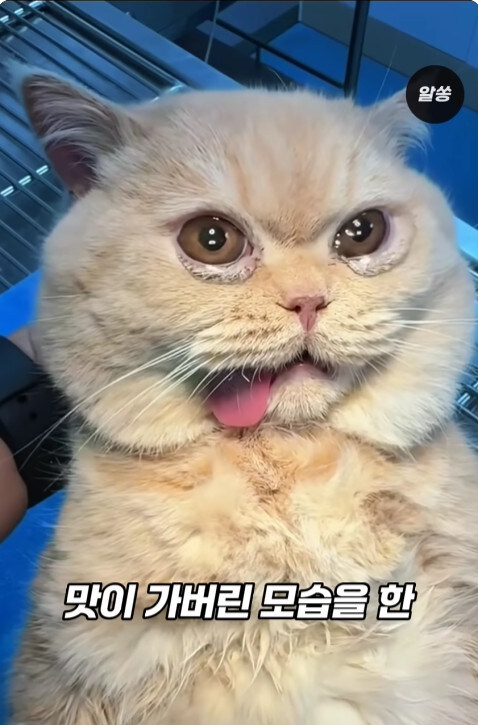 동물병원에서 눈물을 흘리는 고양이들의 비밀_1.jpg