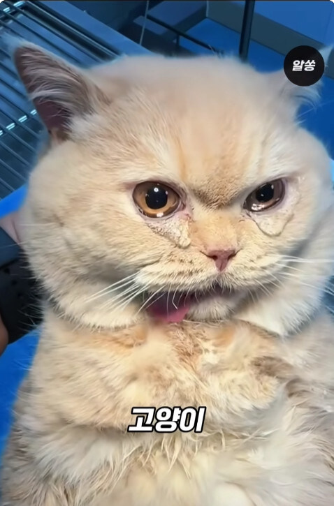 동물병원에서 눈물을 흘리는 고양이들의 비밀_2.jpg