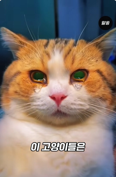 동물병원에서 눈물을 흘리는 고양이들의 비밀_3.jpg