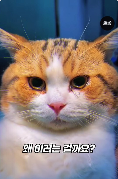동물병원에서 눈물을 흘리는 고양이들의 비밀_4.jpg