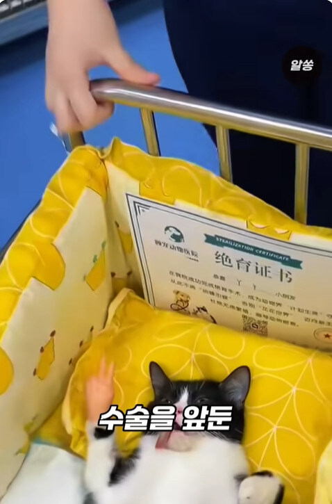 동물병원에서 눈물을 흘리는 고양이들의 비밀_5.jpg