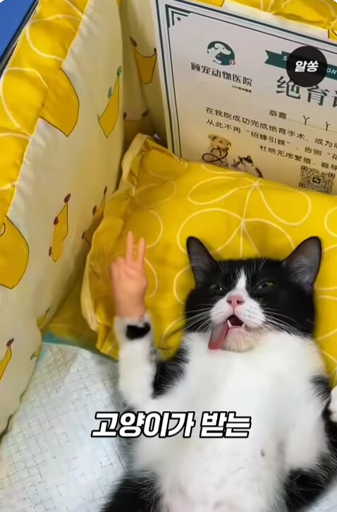 동물병원에서 눈물을 흘리는 고양이들의 비밀_6.jpg