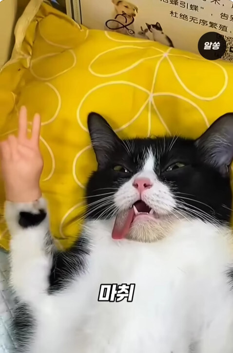 동물병원에서 눈물을 흘리는 고양이들의 비밀_7.jpg