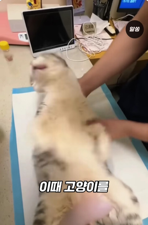 동물병원에서 눈물을 흘리는 고양이들의 비밀_8.jpg