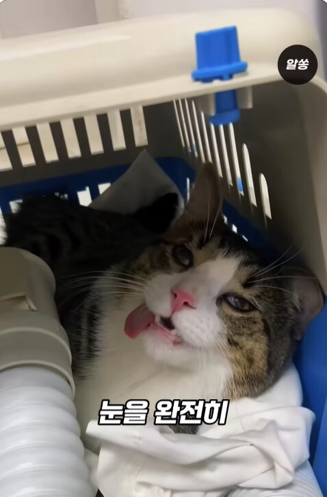 동물병원에서 눈물을 흘리는 고양이들의 비밀_9.jpg