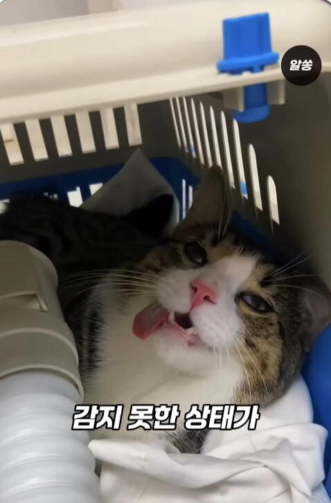 동물병원에서 눈물을 흘리는 고양이들의 비밀_10.jpg